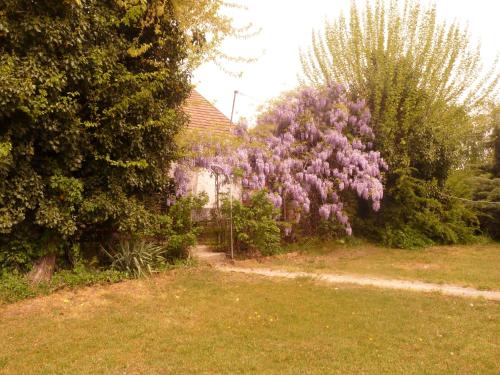 a bush with purple flowers next to a fence at Dobó Tanya in Röszke