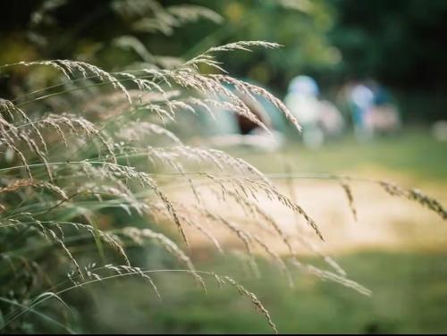 The Forest Pod - Wood Fired Hot Tub and Fire Pit في Hambleton: صورة مقرّبة لشفرات عشب في حقل