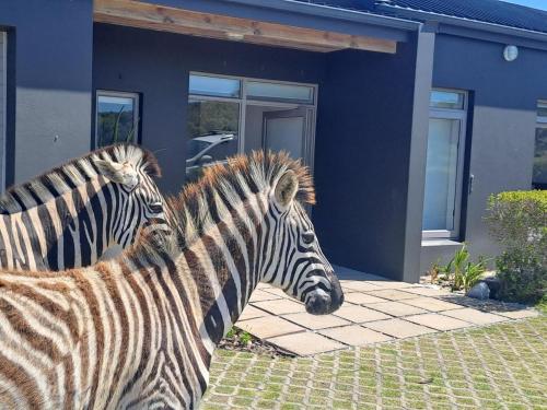 two zebras standing in front of a blue house at Romansbaai Beach House in Gansbaai