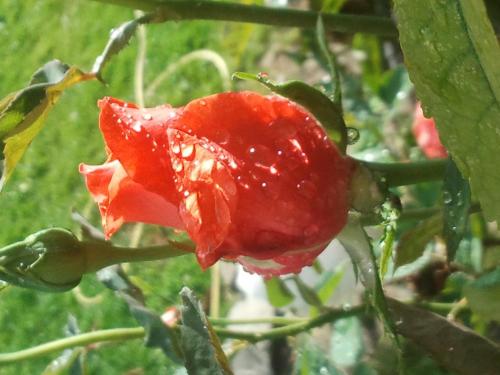 Zahrada ubytování La Parenthèse