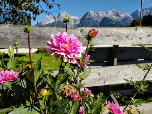 a bunch of pink flowers in front of a bench at Biobauernhof Stegerbauer in Maria Alm am Steinernen Meer
