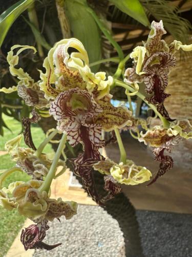 Aloe Hotel Boutique外面的花园