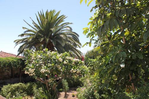a garden with a palm tree and bushes at Casa Rural Anton Piche with Pool-Adults Only in Granadilla de Abona