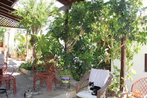 a cat sitting on a couch in a patio with trees at Casa Rural Anton Piche with Pool-Adults Only in Granadilla de Abona
