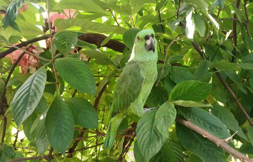 Κήπος έξω από το Casa Caimana