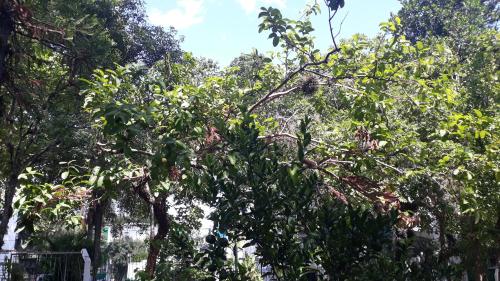 En have udenfor Apartamento Aconchegante e Confortável com ou sem Ar Condicionado