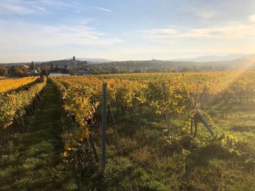 Villa Pdorf في بيرشتولدسدورف: كرم مع سور في وسط الميدان