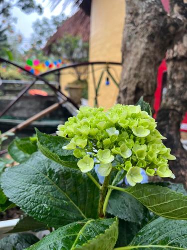 Κήπος έξω από το Tam Cốc Sora Home