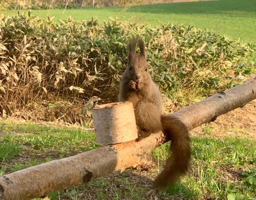 a squirrel sitting on top of a tree stump at 富良野やトマムに近くて毎日エゾリスに出会える貸切ロッジ in Minamifurano