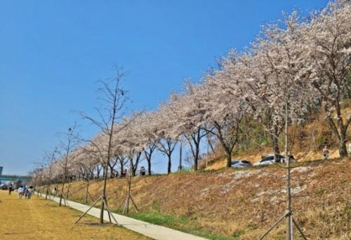una fila di alberi ricoperti di fiori su una collina di 스테이단 