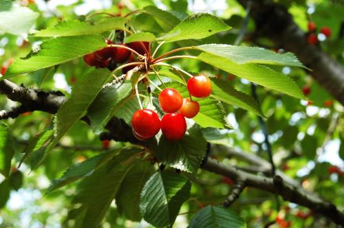 a bunch of red berries on a tree branch at Hotel Hatta in Fuefuki