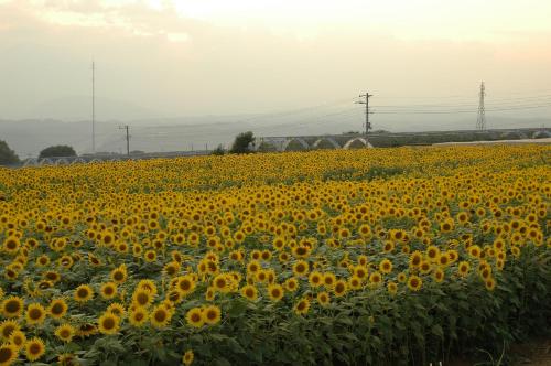 a field of sunflowers on the side of a road at Hotel Hatta in Fuefuki