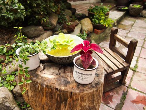 a table with three potted plants on a stump at Mua Guesthouse in Namwon