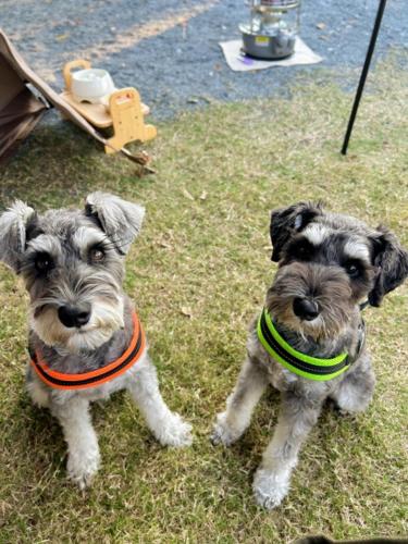 two small dogs are standing in the grass at 高平ハウス Room201 in Nagasaki