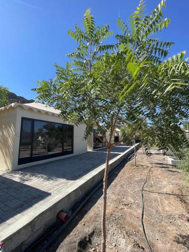 un piccolo albero davanti a una casa di Neem camp a Nizwa