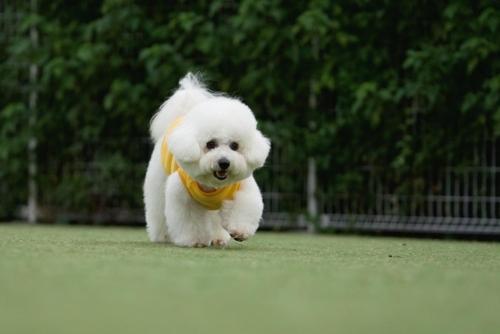 een witte hond die in het gras rent met een gele bandana bij 高平ハウス Room106 in Nagasaki