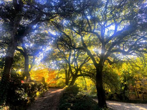 a path through a forest of trees in the fall at El rinconcito in Fuenteheridos
