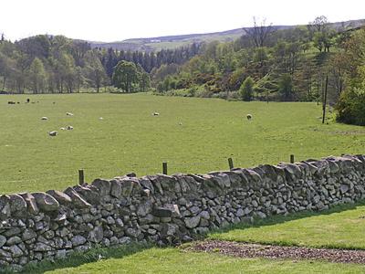 a stone wall in front of a field with animals at Kilpatrick Farm House in Pinmore