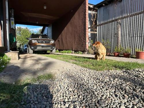 an orange cat sitting in the grass next to a garage at Habitación Chilota in Castro