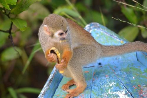 a monkey eating a banana on a blue object at Hotel Arara Azul in Manaus