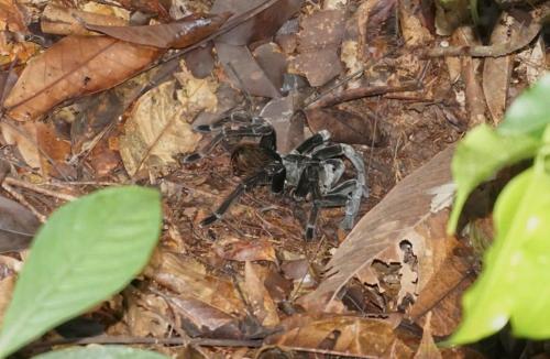 a black spider is sitting on a leaf at Hotel Arara Azul in Manaus