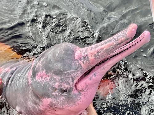 Animales en el lodge o alrededores