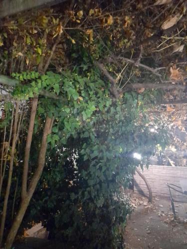 Zahrada ubytování Apartment 9