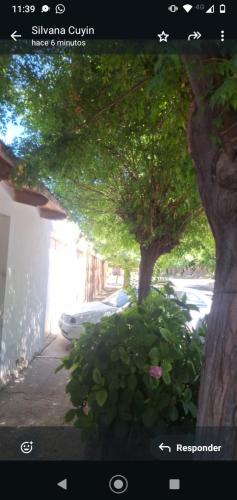 a screenshot of a picture of a tree and a street at Delsur in Neuquén
