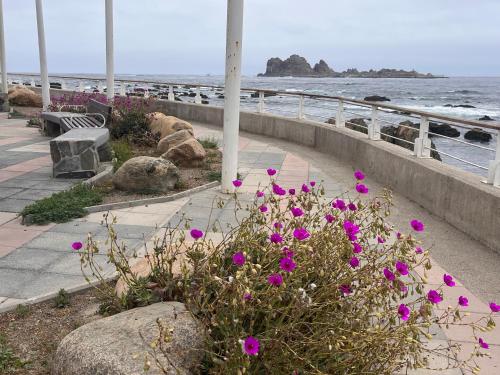 a bush with pink flowers next to the beach at Chagual Los Vilos Lodging in Los Vilos