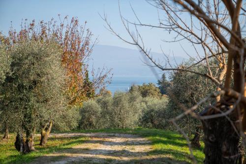 a dirt road with trees on both sides at Uliveto Moriondo in Salò