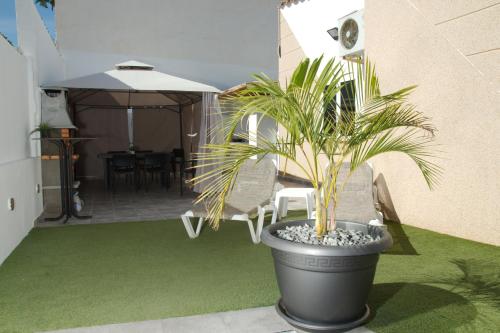een plant in een zwarte pot op een groene vloer bij Luxe Loma 2 in Mogán