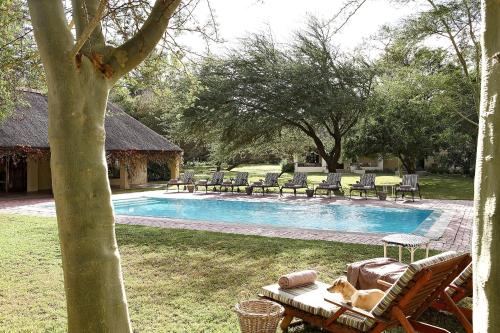 a dog laying on a bench next to a swimming pool at Elephant House in Addo