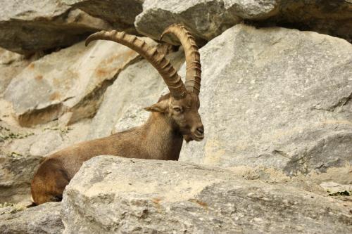 a goat with large horns sitting on some rocks at Adlerhorst in Sellrain