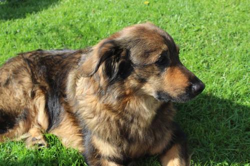 a brown dog laying in the grass at Feniks Agro&Spa Adults Only in Świnoujście