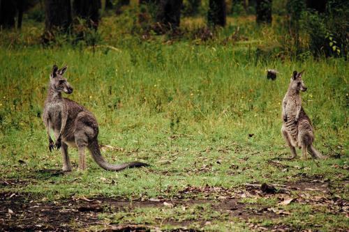 ArrawarraにあるSolitary Islands Farm 3 by Tiny Awayの草原に立つ二頭のカンガルー