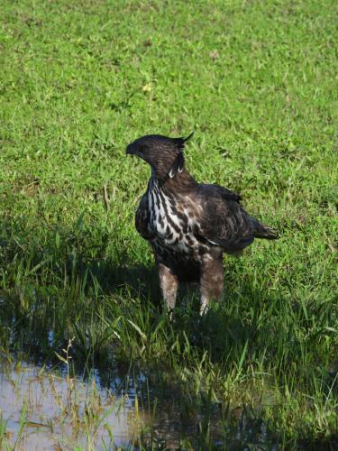 a black bird standing in the grass near water at Neem safari lodge Yala in Tissamaharama