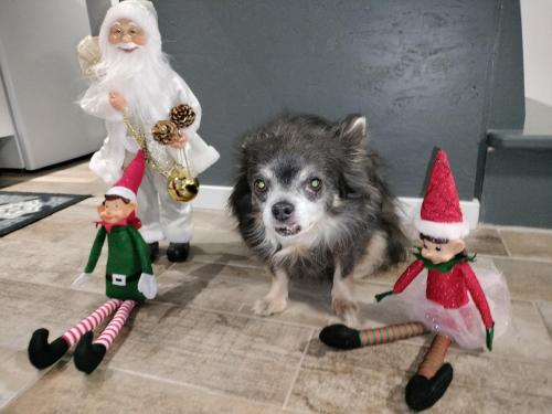 Κατοικίδιο ή κατοικίδια επισκεπτών που μένουν στο La petite maison de poncho