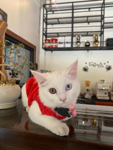 Huisdier of huisdieren van gasten bij Uncle Matts Cafe and Chill