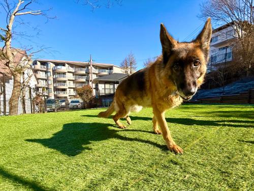 a brown dog walking on the grass in a field at THE BLISS FUJI - YAMANAKAKO private Sauna Villa with 100m2 Dog Run in Yamanakako