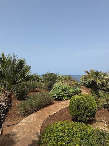 a garden with plants and trees on a hill at CasAmare in Pizzolungo