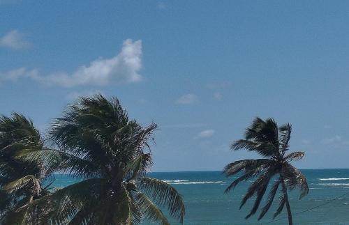 deux palmiers sur la plage près de l'océan dans l'établissement Pousada Rio Mar, à Maxaranguape