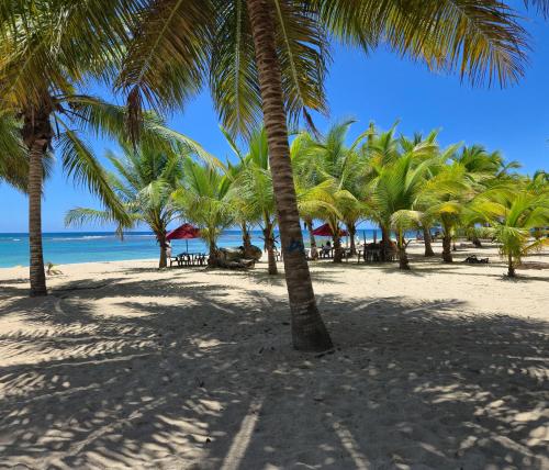 um grupo de palmeiras em uma praia de areia em Harmonia - Sunbeha resort, Juan Dolio em Juan Dolio