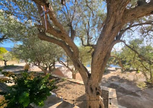 a tree with a red cross on it at Cimarte The Path Lukove in Lukovë
