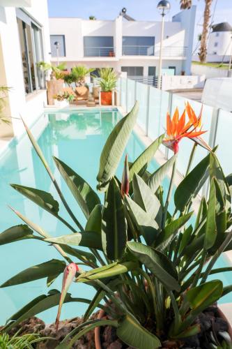 a plant in front of a swimming pool at Villa Secret Spot Luxury in Lourinhã