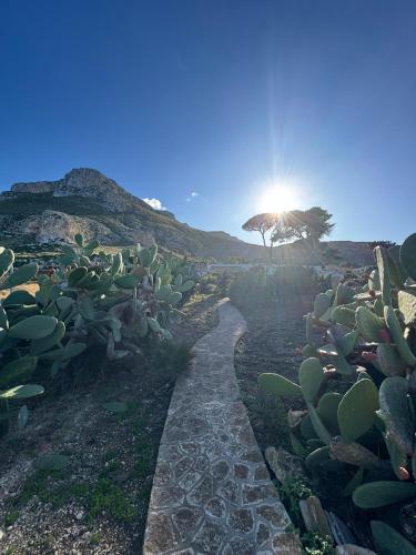 a path in a field with a cactus at CasAmare in Pizzolungo