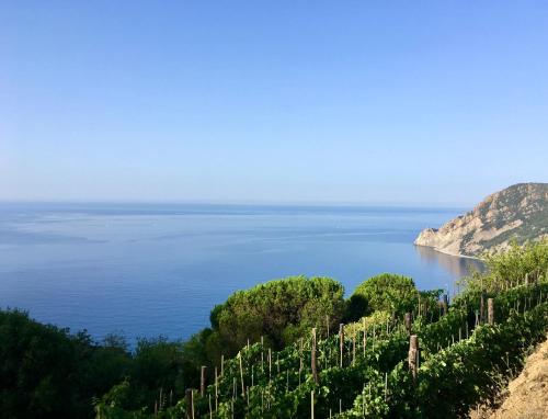 een uitzicht op de oceaan vanaf een heuvel met een tros druiven bij Villa Pietrafiore in Monterosso al Mare