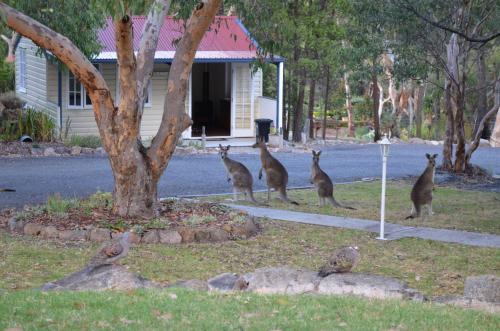 a flock of birds standing on top of a tree at 31 The Rocks in Stanthorpe
