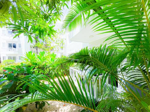 um grupo de palmeiras em frente a um prédio em RELAX STUDIOS Tropicana Sol Caribes SUITES - Beach Club, Spa, Restaurants - playa Los Corales em Punta Cana