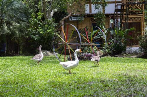 Animales en el hotel o alrededores