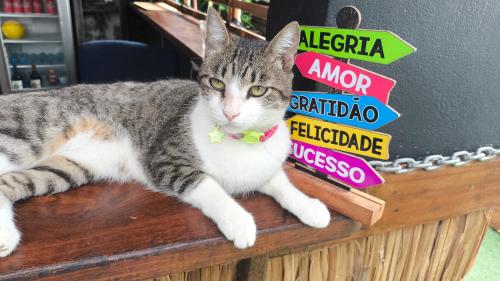 a cat laying on top of a table with signs at Pousada Caragua Poesia na Praia in Caraguatatuba